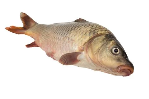 Carp on a white background Stock Photos
