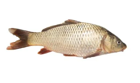 Carp on a white background Stock Photos