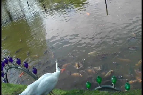 Carp &amp; White Peacock Stock Footage 25879226