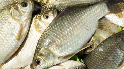 Carp on a wooden background Stock Footage 182769084
