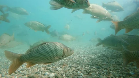 Carp07 Stock Footage 99397100