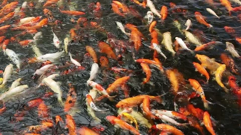 Carp5 HD Stock Footage 122064316