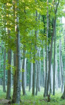 Carpathian beech forest Stock Photos