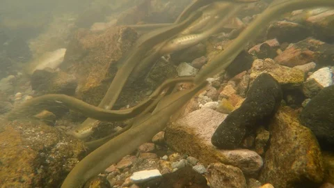 Carpathian brook lamprey Stock Footage