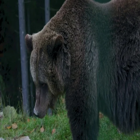Carpathian Brown Bear Video stock 69420343