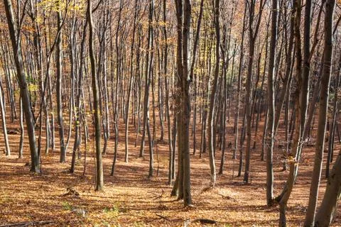 Carpathian deciduous forest Stock Photos
