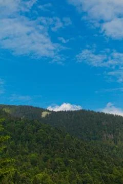Carpathian forest Stock Photos