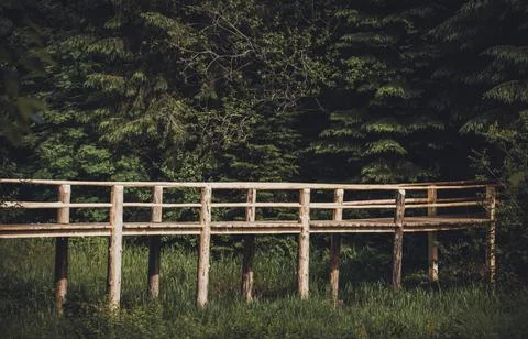 Carpathian forest in summer Stock Photos