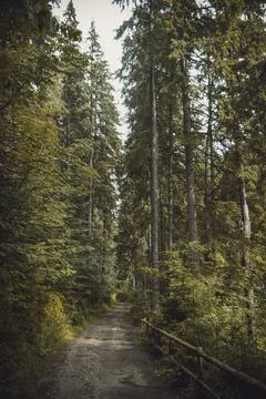 Carpathian forest in summer Stock Photos