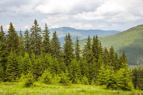 Carpathian forest in summer Stock Photos