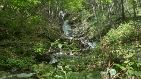 Carpathian Forest Waterfall Stock Footage 107488826