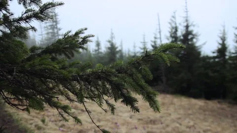Carpathian landscape at evening Stock Footage 74509328