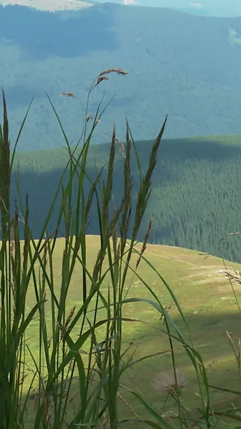 Carpathian mountains Stock Footage 346227818