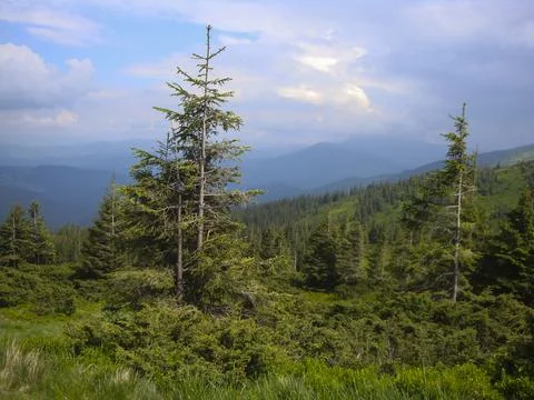 Carpathian mountains Stock Photos