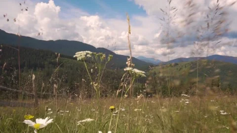 Carpathian mountains in summer. Fields of grass and flowers bloom. Slow motion Stock Footage 149327730