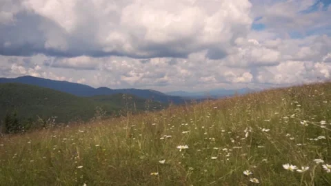 Carpathian mountains in summer. Fields of grass and flowers bloom. Slow motion Stock Footage 149327750