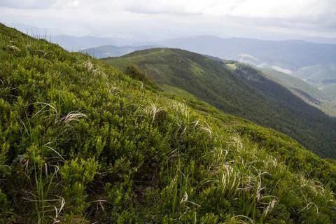 Carpathian mountains in summer Stock Photos