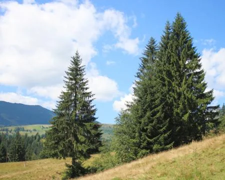 Carpathian Stock Photos