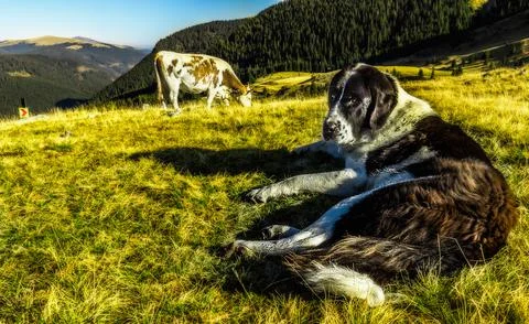 Carpathian shepherd  Foto stock