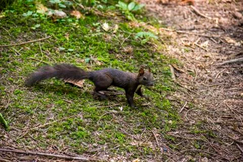 A carpathian squirell Foto stock