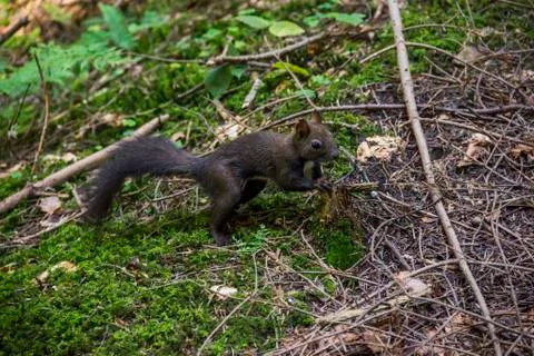 A carpathian squirell Stock Photos