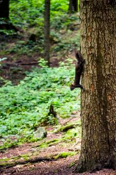 A carpathian squirell Stock Photos