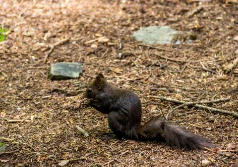 A carpathian squirell Stock Photos