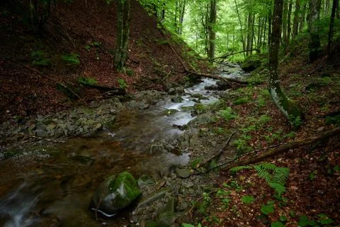 Carpathian stream Stock Photos
