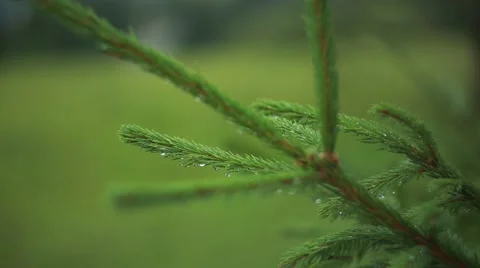 Carpathian tree branch in the forest Stock Footage 55580061