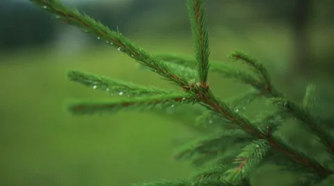 Carpathian tree branch in the forest Stock Footage 55580078