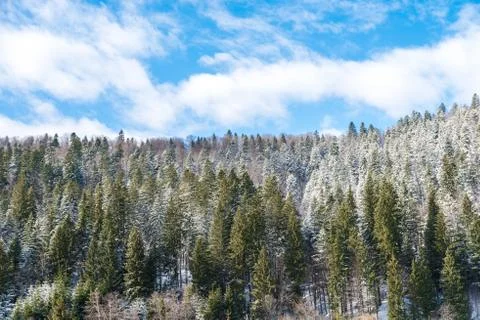 Carpathian Tree Forest Stock Photos