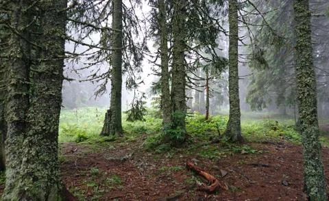Carpathians forests Stock Photos