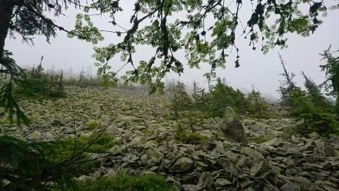 Carpathians forests Photos
