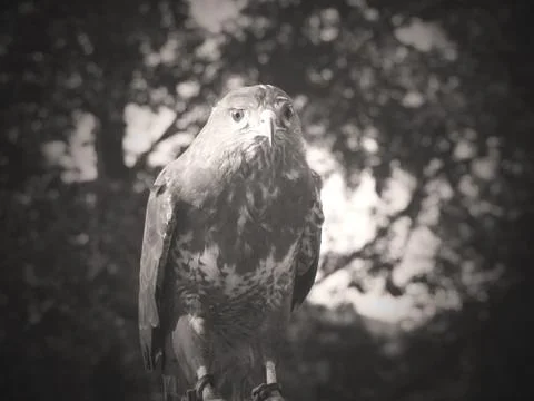 Carpathians, hawk Foto stock