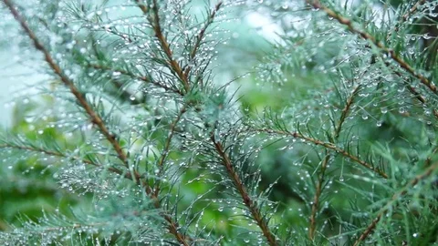 Carpathians - the Larch in dew. Stock Footage 75488279
