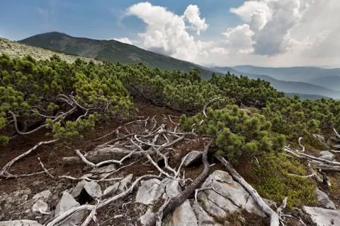 Carpathians mountains Stock Photos