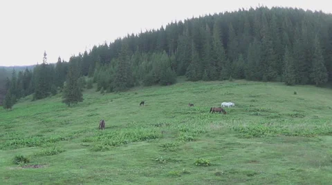 The Carpathians, Poloniny 動画素材 44695592