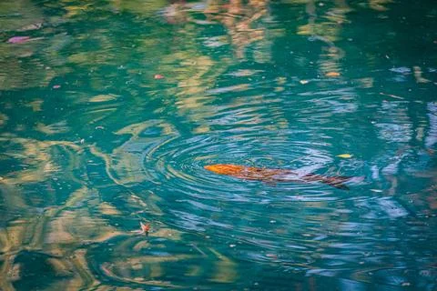 Carpe Koi Stock Photos