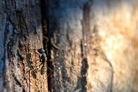 Carpenter ant on bark in warm light Stock Photos