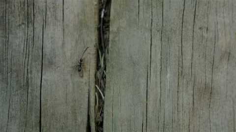 Carpenter Ant carrying stick up a Tree Stock Footage 66909761