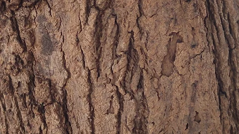 Carpenter Ant Colony Crawling on Tree Trunk Bark Macro Wildlife Footage Stock Footage 336959605