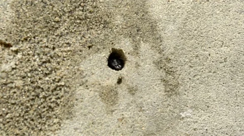 Carpenter ant comes out and goes back in the hole Stock Footage 58762008
