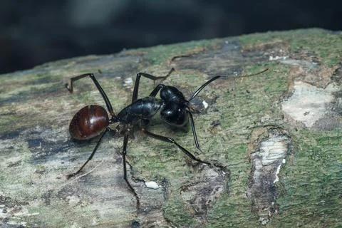 Carpenter Ant Exploring Tree Bark Stock Photos
