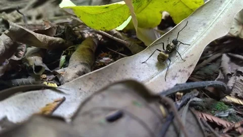 CARPENTER ANT Stock Footage 171777123