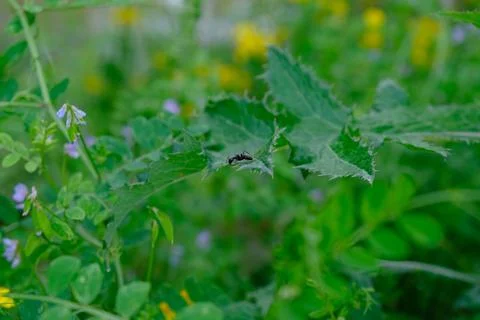 Carpenter Ant on Leaf Stock-Fotos