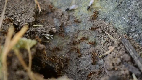 Carpenter Ant Nest Stock Footage 170856803