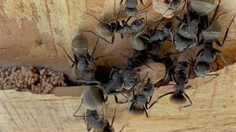 Carpenter Ant Nest Macro With Brood and Large Workers Full HD 30 Stock-Footage 332681893