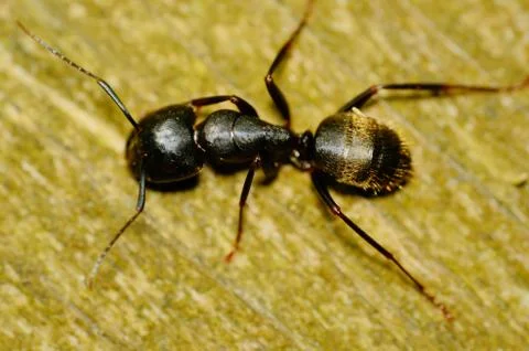 Carpenter ant Stock Photos
