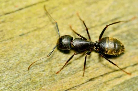 Carpenter ant Stock Photos