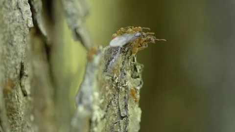 Carpenter Ant Queens Preparing for Flight 01 Stock Footage 77218041